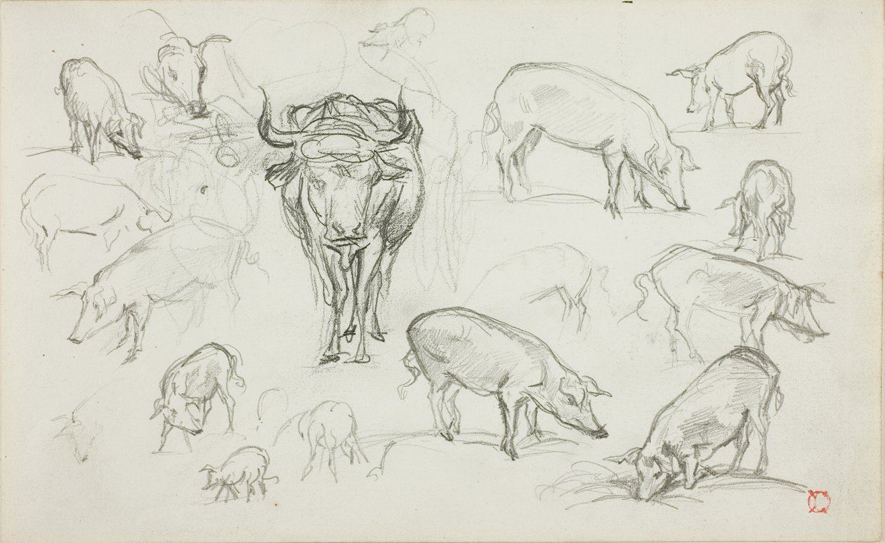 Náčrtky sviní a vola od Charles Francois Daubigny