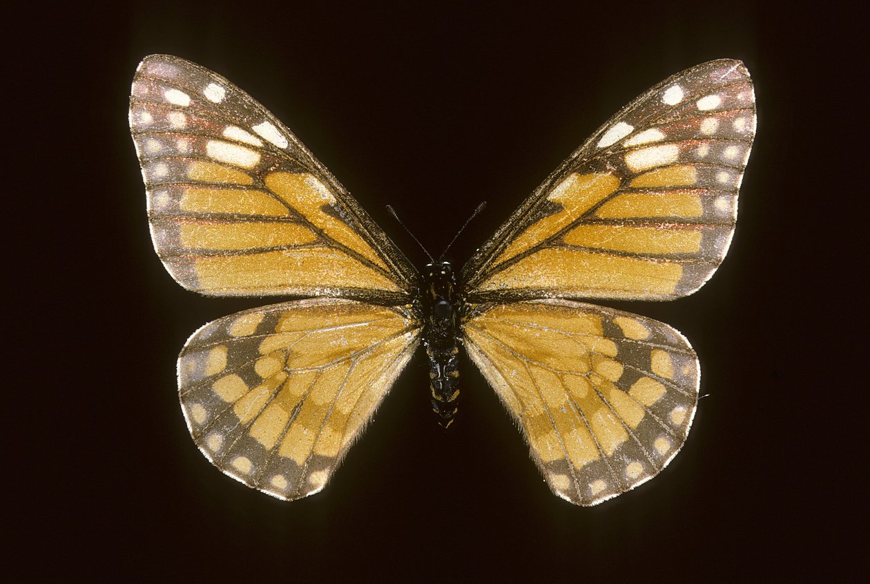Baronia brevicornis od Augustus Kollner