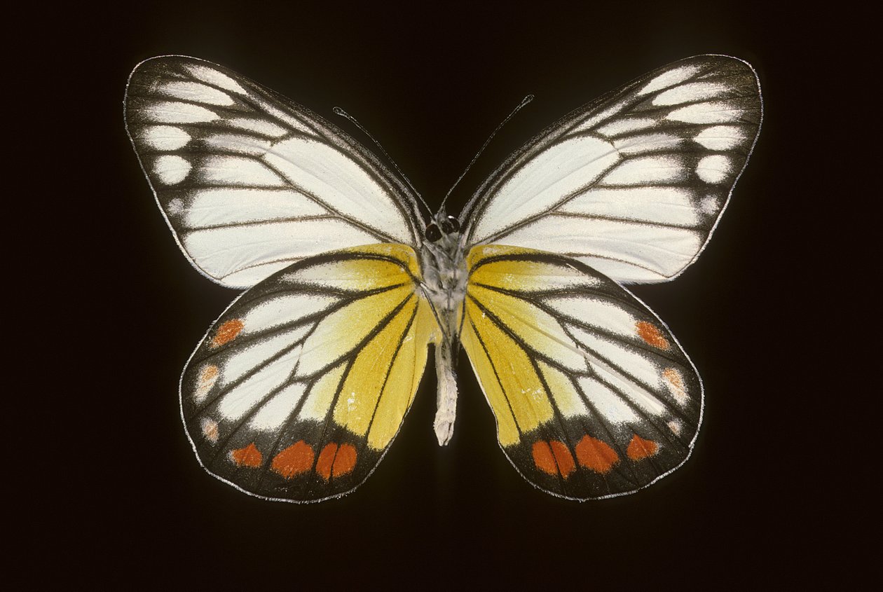 Delias hyparete/Muž od Augustus Kollner