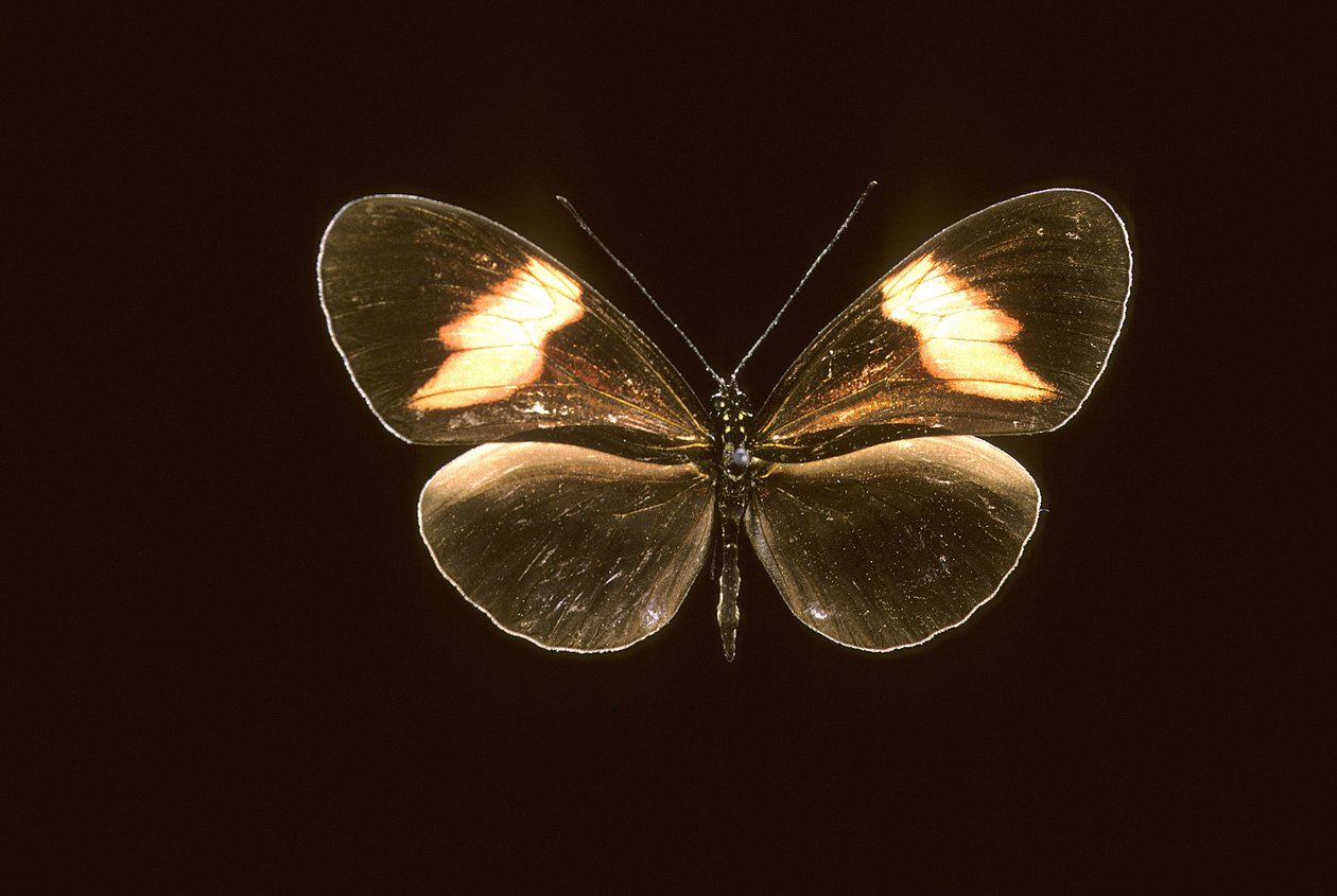 Heliconius melpomene/Heliconie melpomene od Augustus Kollner