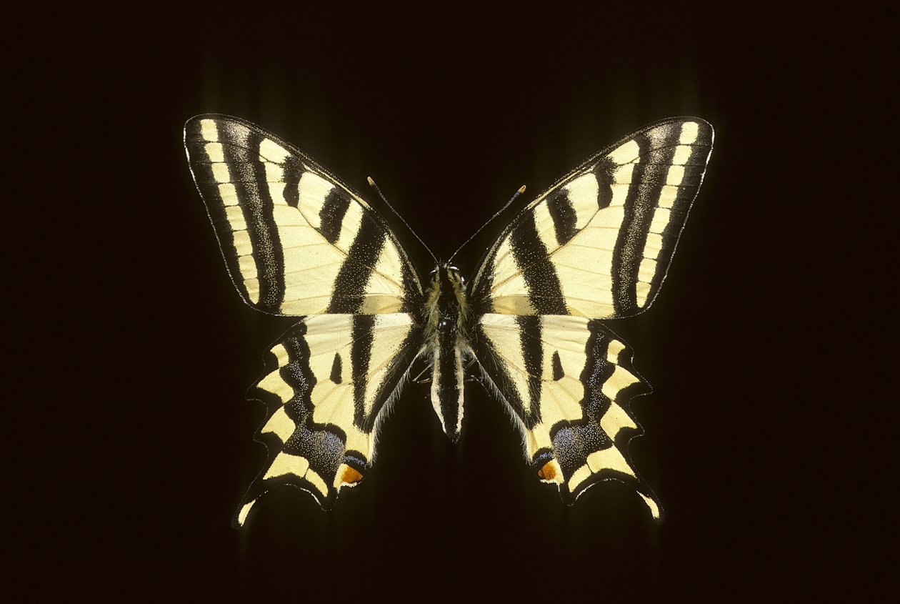 Papilio alexanor/Alexanor od Augustus Kollner