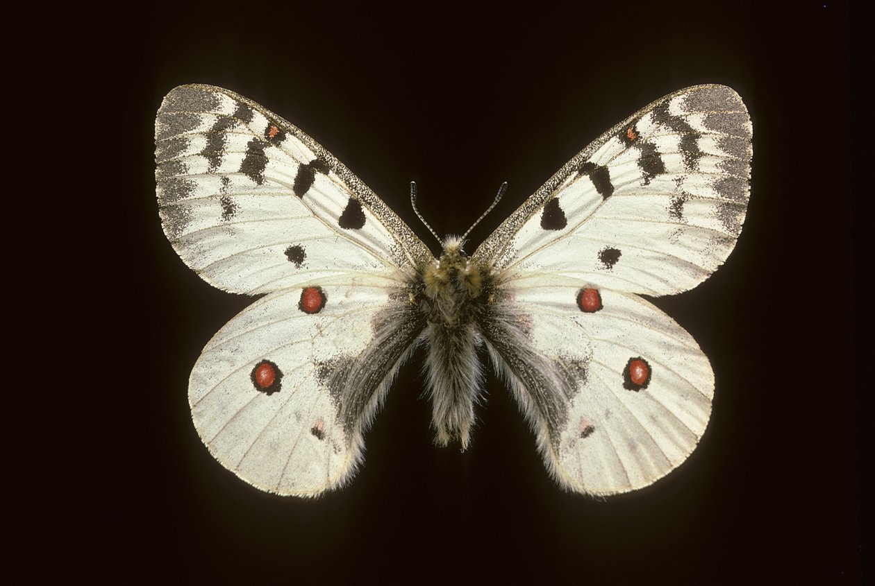 Parnassius phoebus/Apollo malá od Augustus Kollner