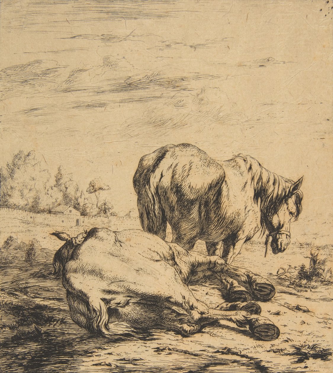 Dva koně, 1850. od Charles Meryon