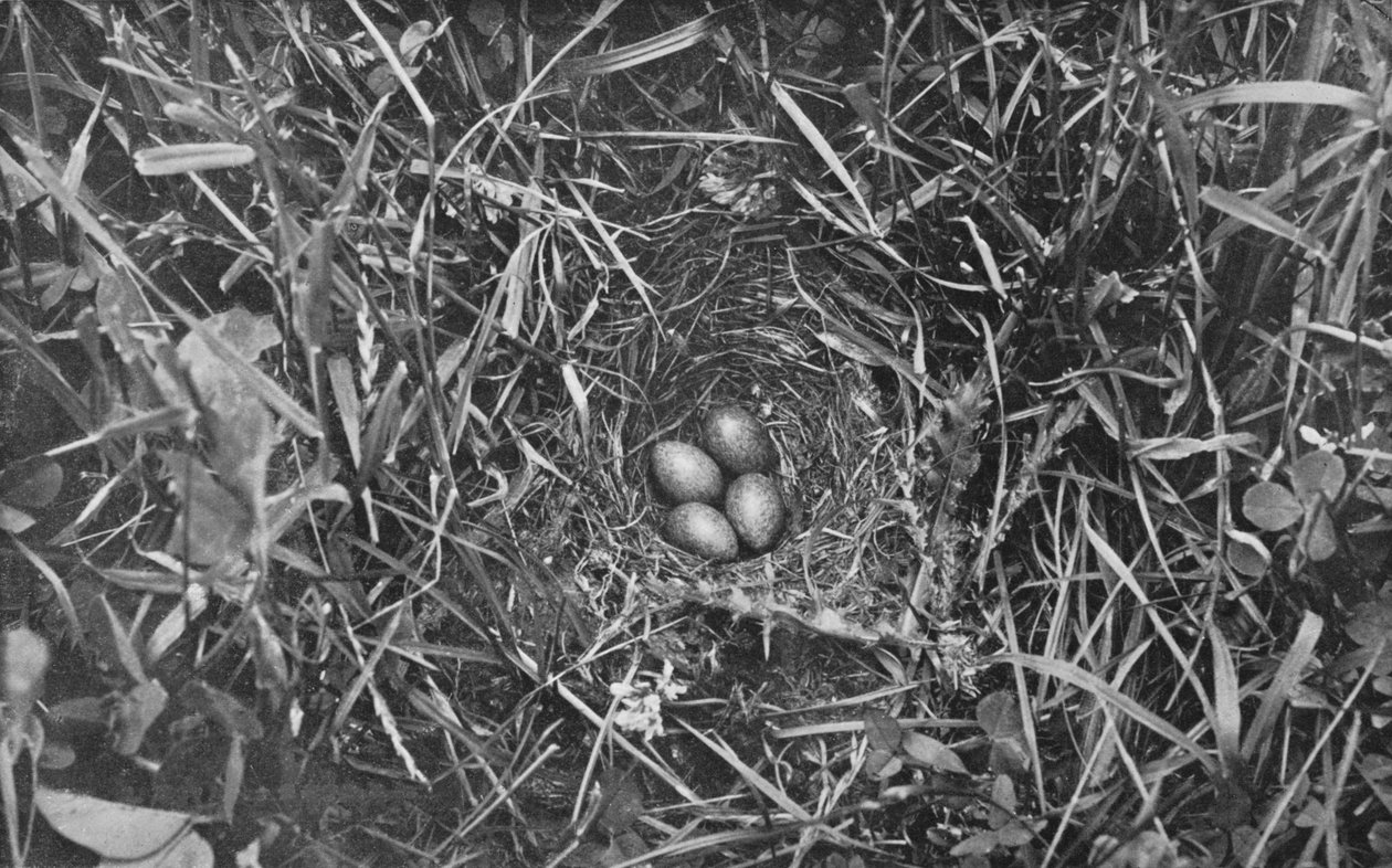 Hnízdo Skylark, c1882, 1912 od Charles Reid