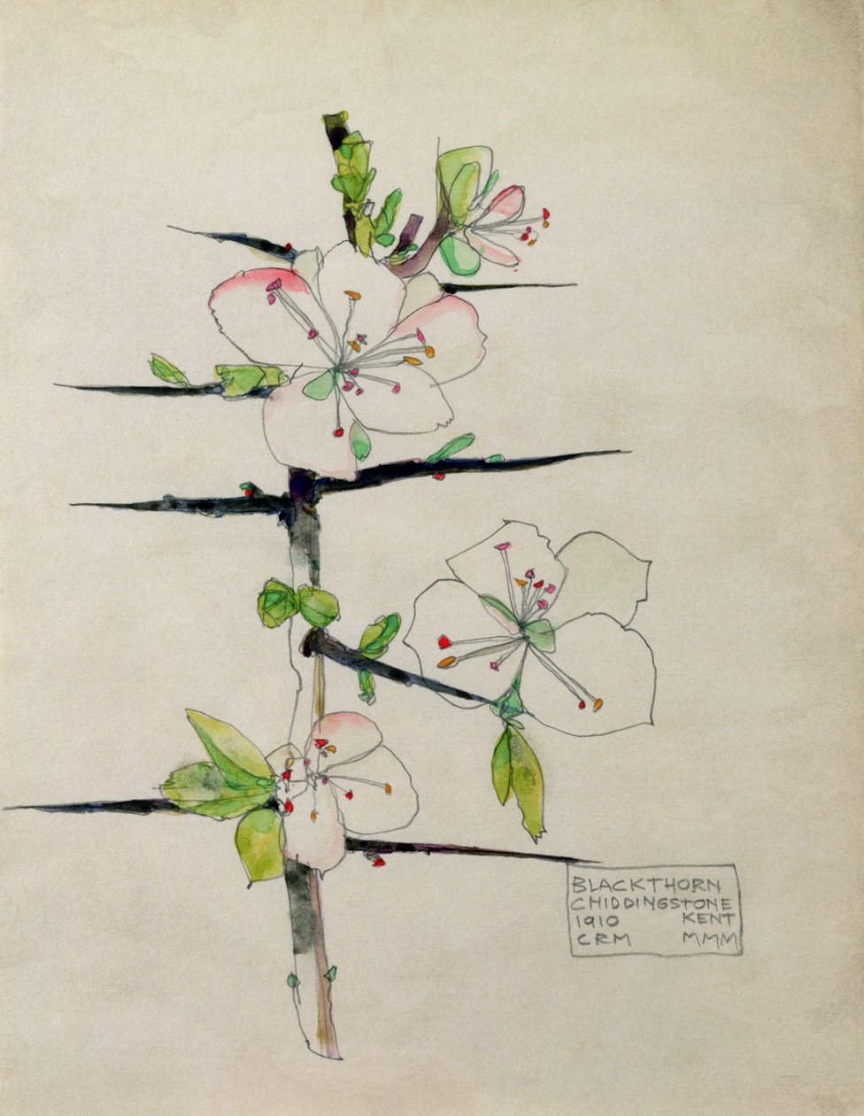 Blackthorn, Chiddingstone, Kent, 1910 (wc) od Charles Rennie Mackintosh