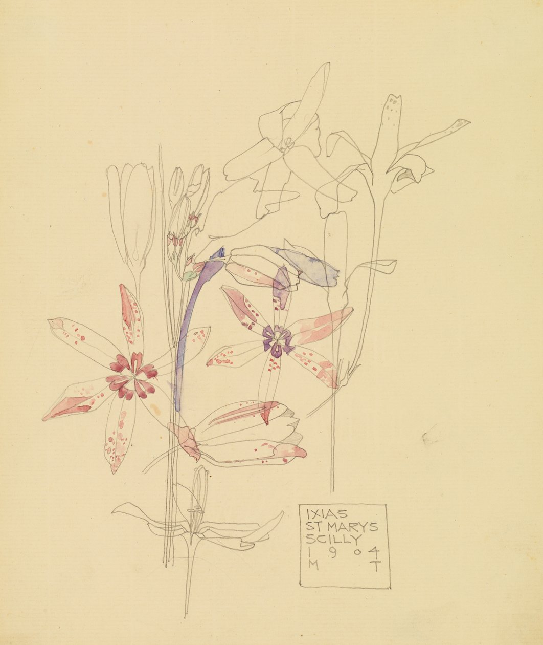 Ixias od Charles Rennie Mackintosh