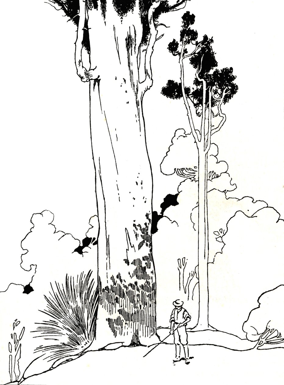 Strom Kauri, 1912 od Charles Robinson