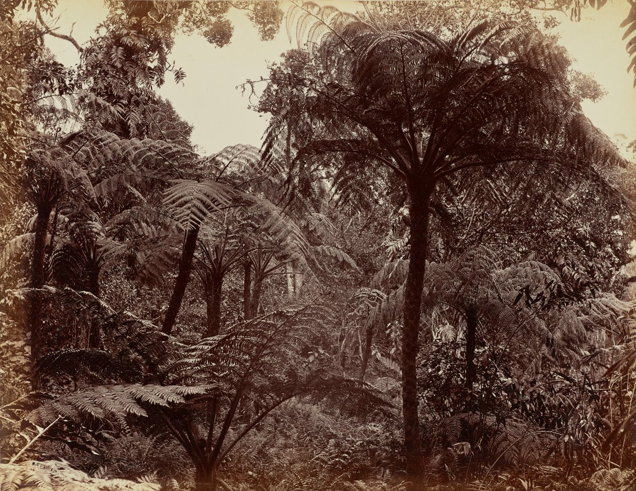 Zahrady Hakgala, Nuwara Eliya od Charles T. Scowen
