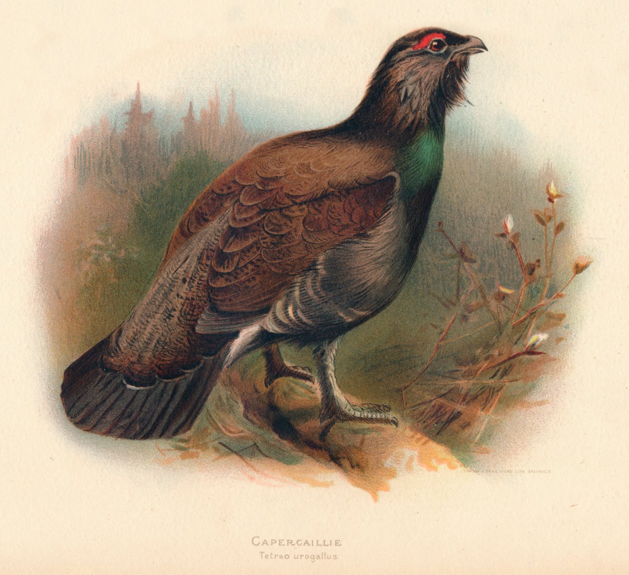 Tetřev hlušec Tetrao urogallus, 1900, 1900 od Charles Whymper