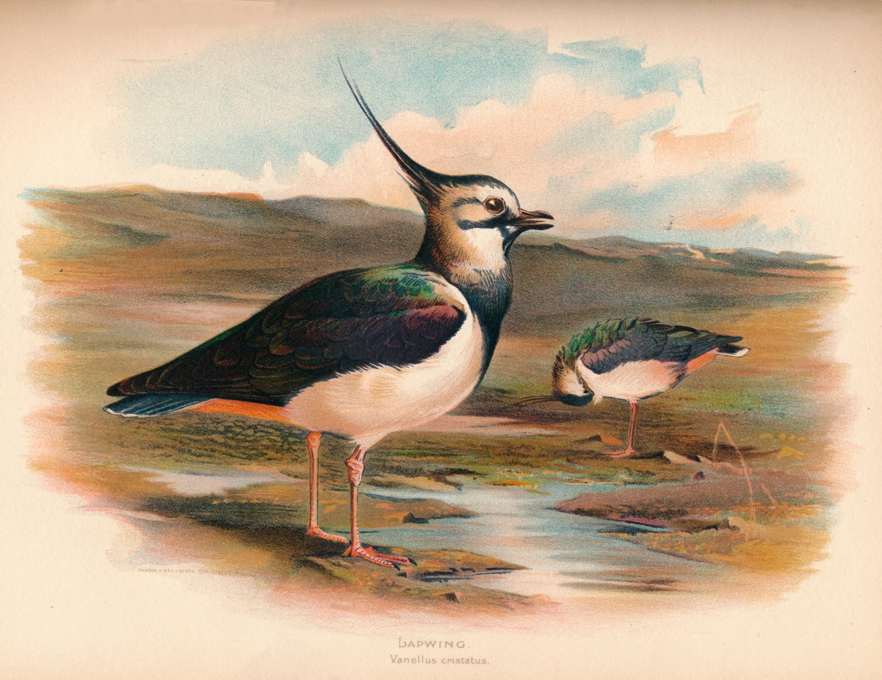 Čejka chocholatá Vanellus cristacus, 1900, 1900 od Charles Whymper