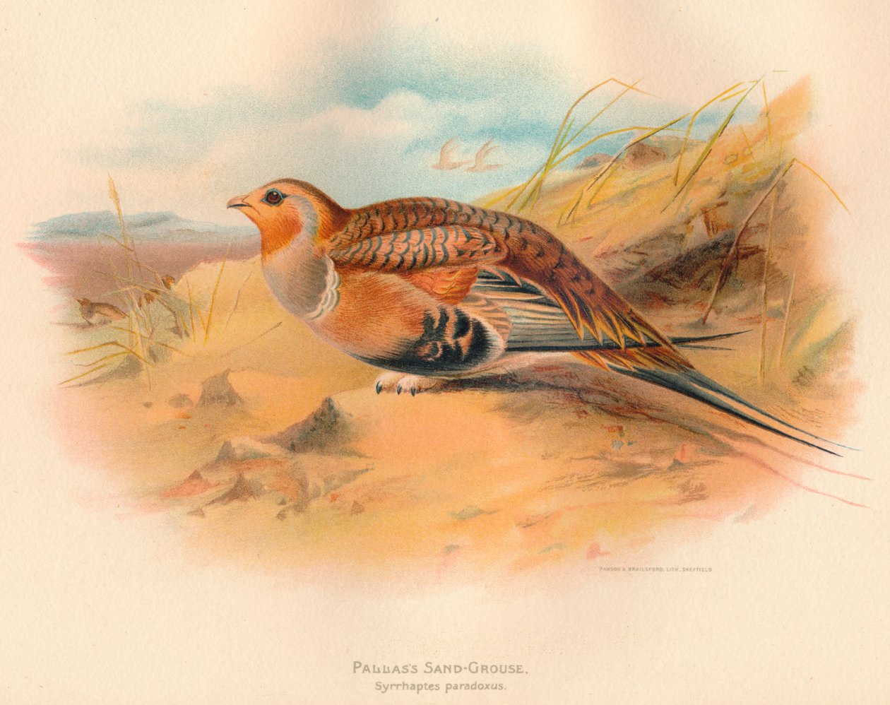 Pallass Sand-Grouse Syrrhaptes paradoxus, 1900, 1900 od Charles Whymper