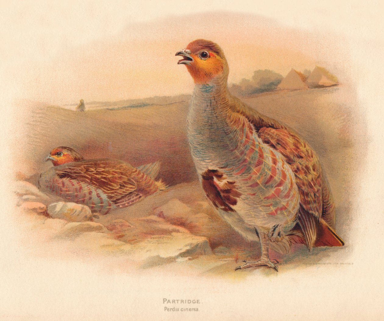 Partridge Perdix cinerea, 1900, 1900 od Charles Whymper