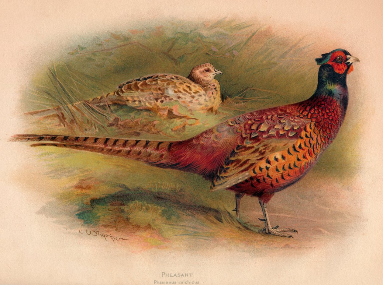 Bažant Phasianus colchicus, 1900, 1900 od Charles Whymper