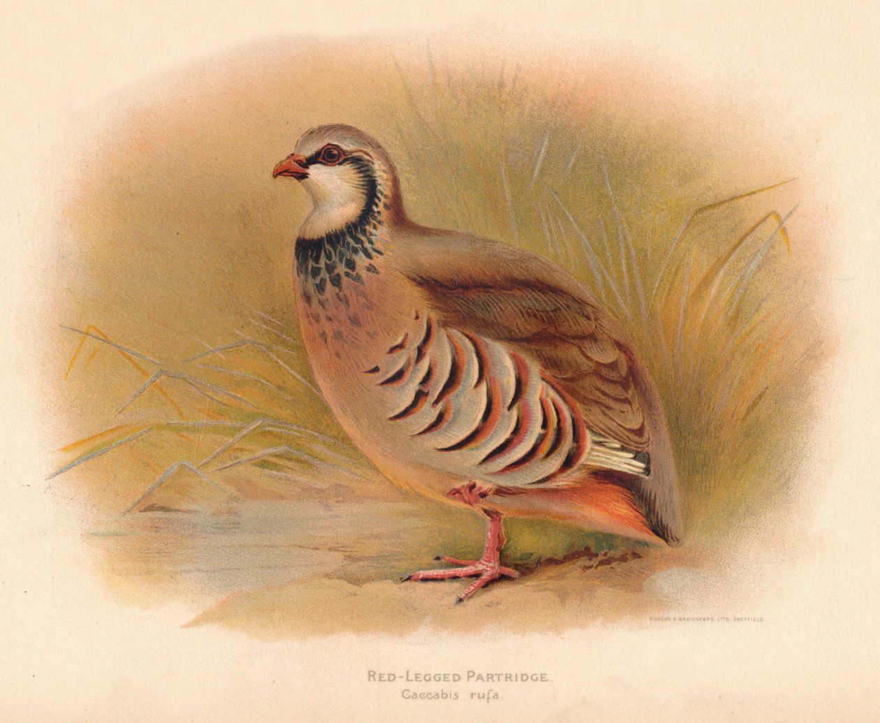 Koroptev rudonohá Caccabus rufa, 1900, 1900 od Charles Whymper