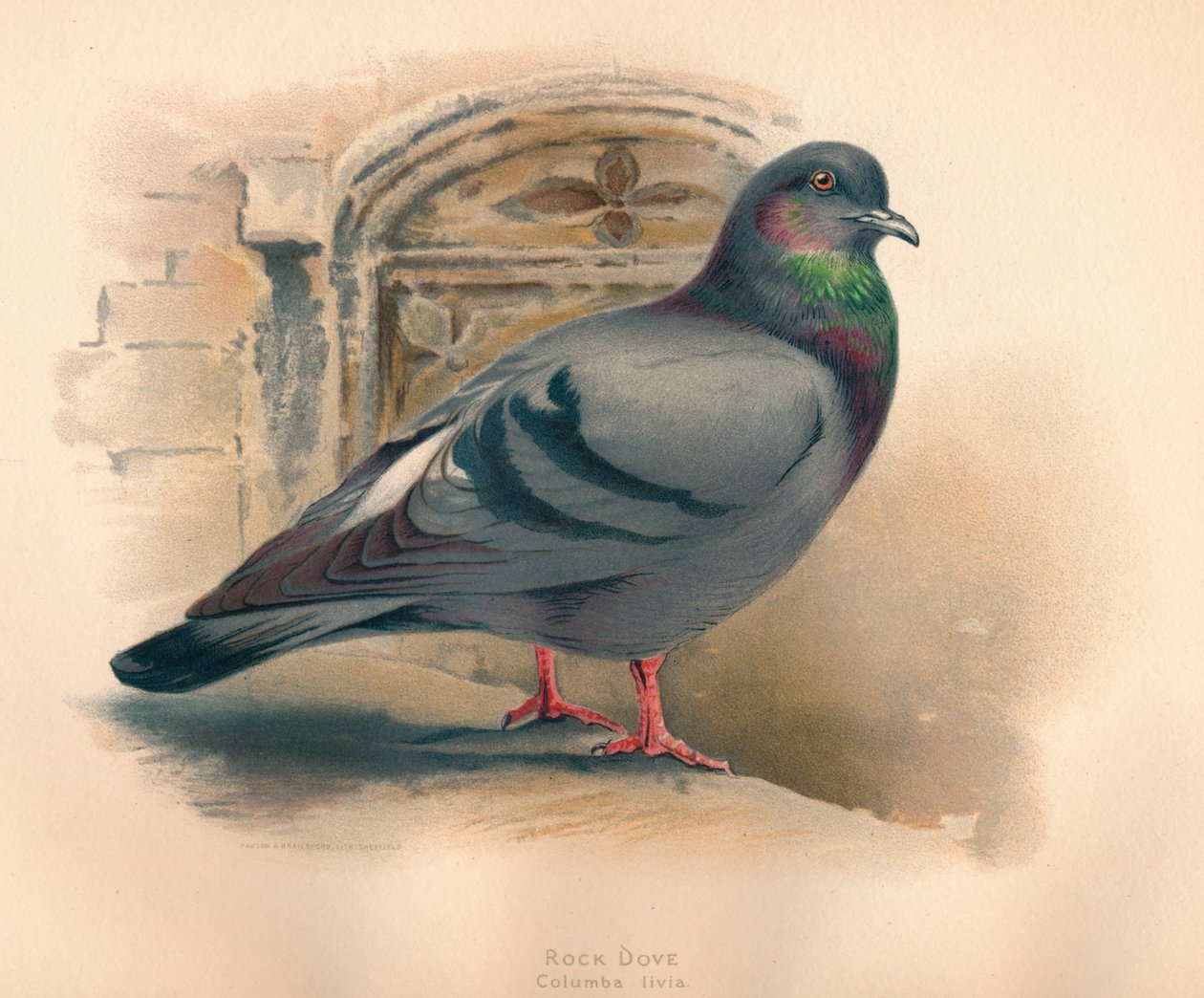 Rock Dove Columba livia, c1900, 1900 od Charles Whymper