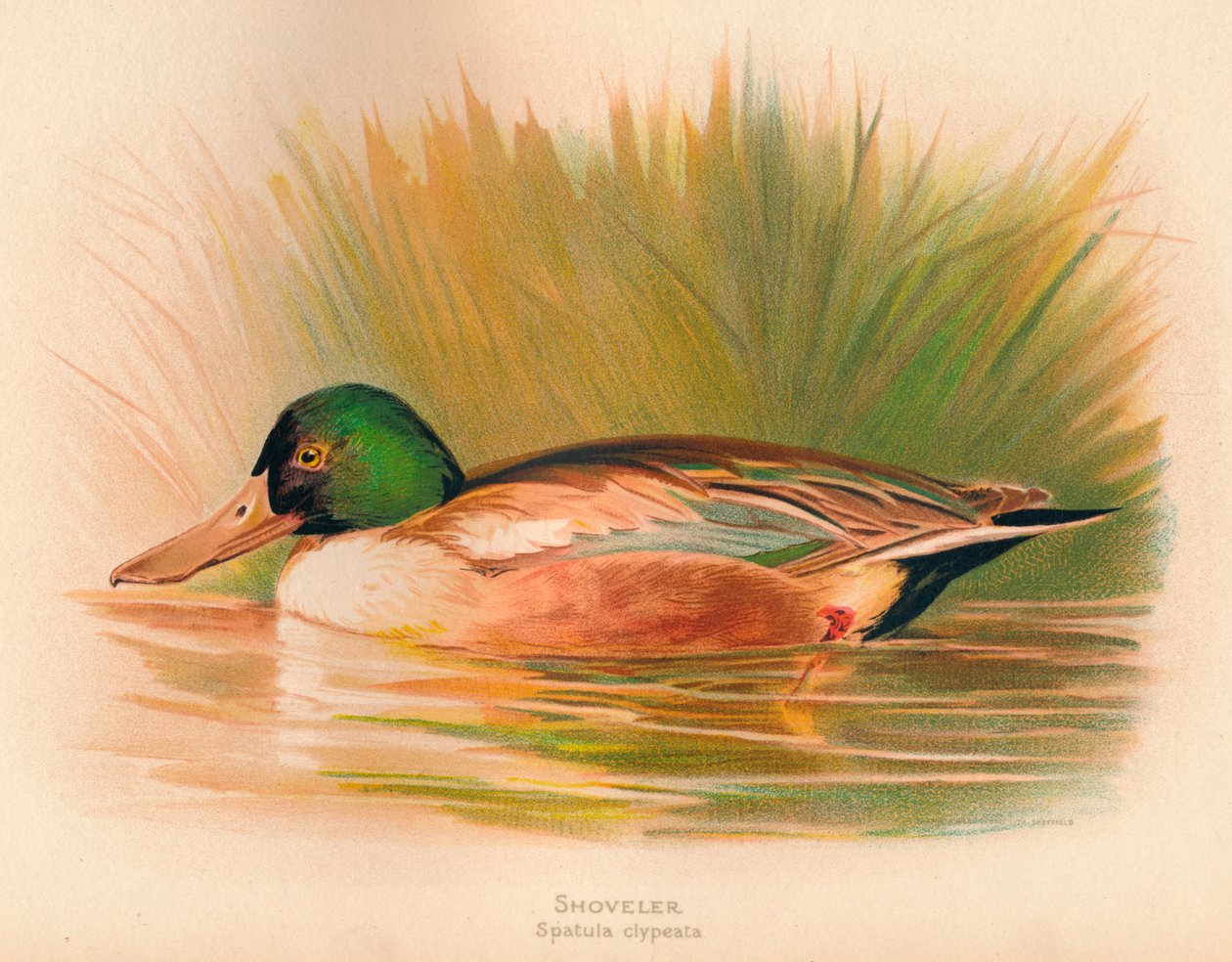 Lopatková špachtle clypeata, 1900, 1900 od Charles Whymper