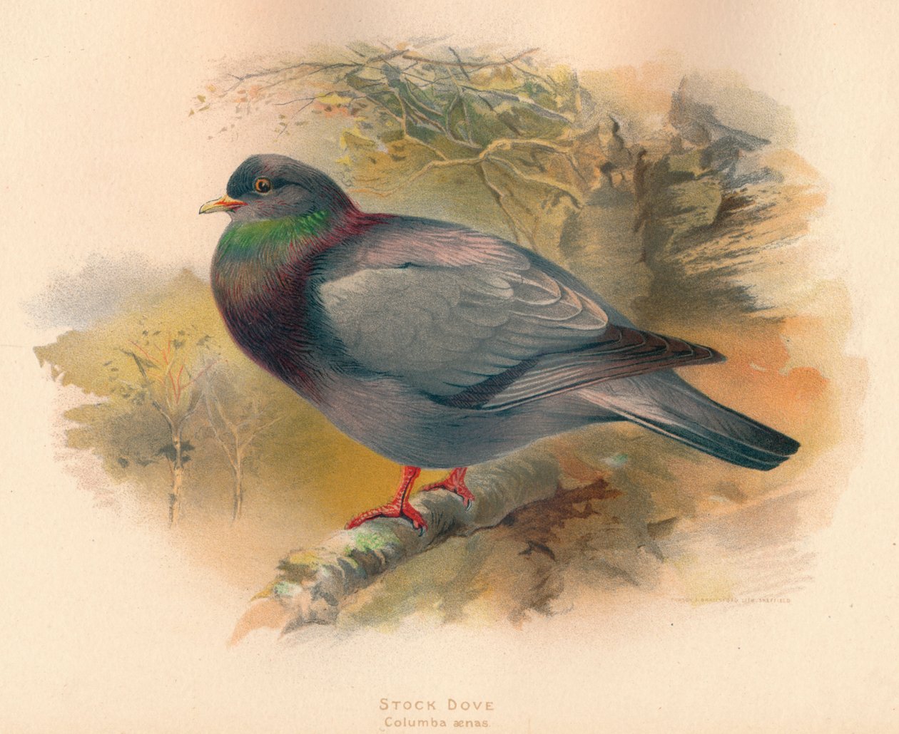 Sklad Dove Columba aenas, 1900, 1900 od Charles Whymper