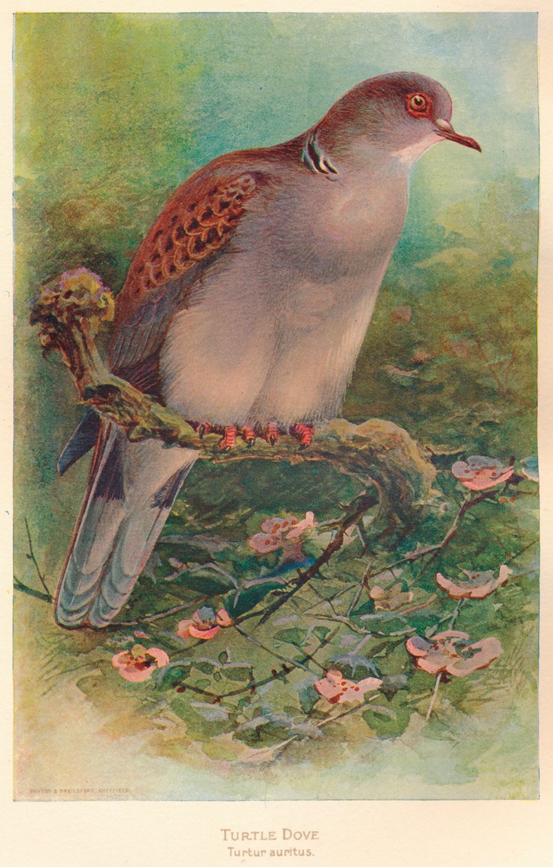 Turtle Dove Turtle Turtle, 1900, 1900 od Charles Whymper