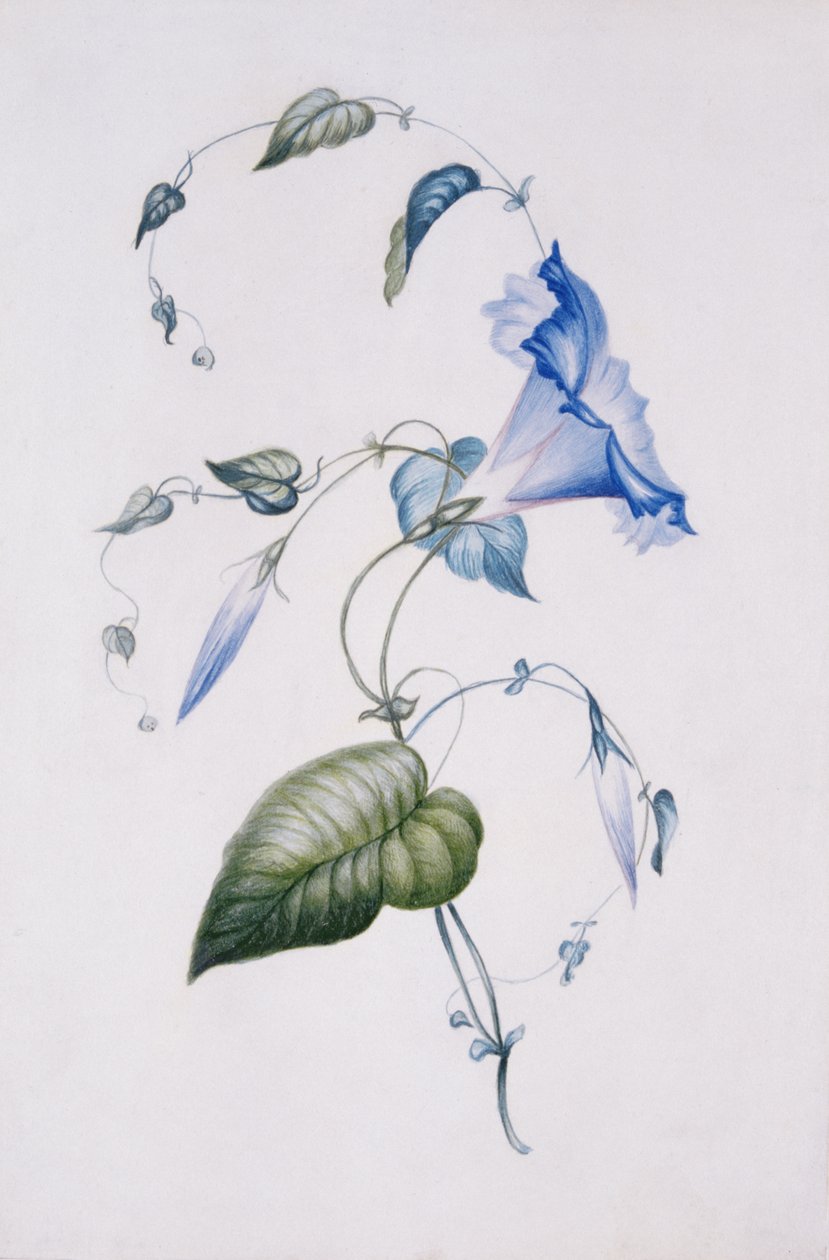 Blue convolvulus, 1832 (wc na papíře) od Charlotte Bronte