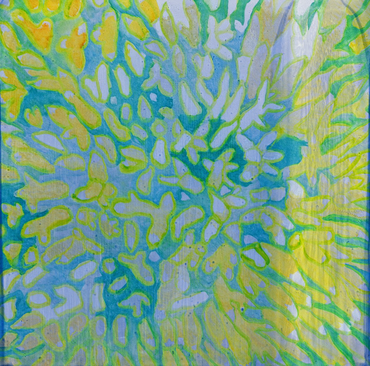 Acrapora, 2000 (olej na gesso) od Charlotte Johnstone