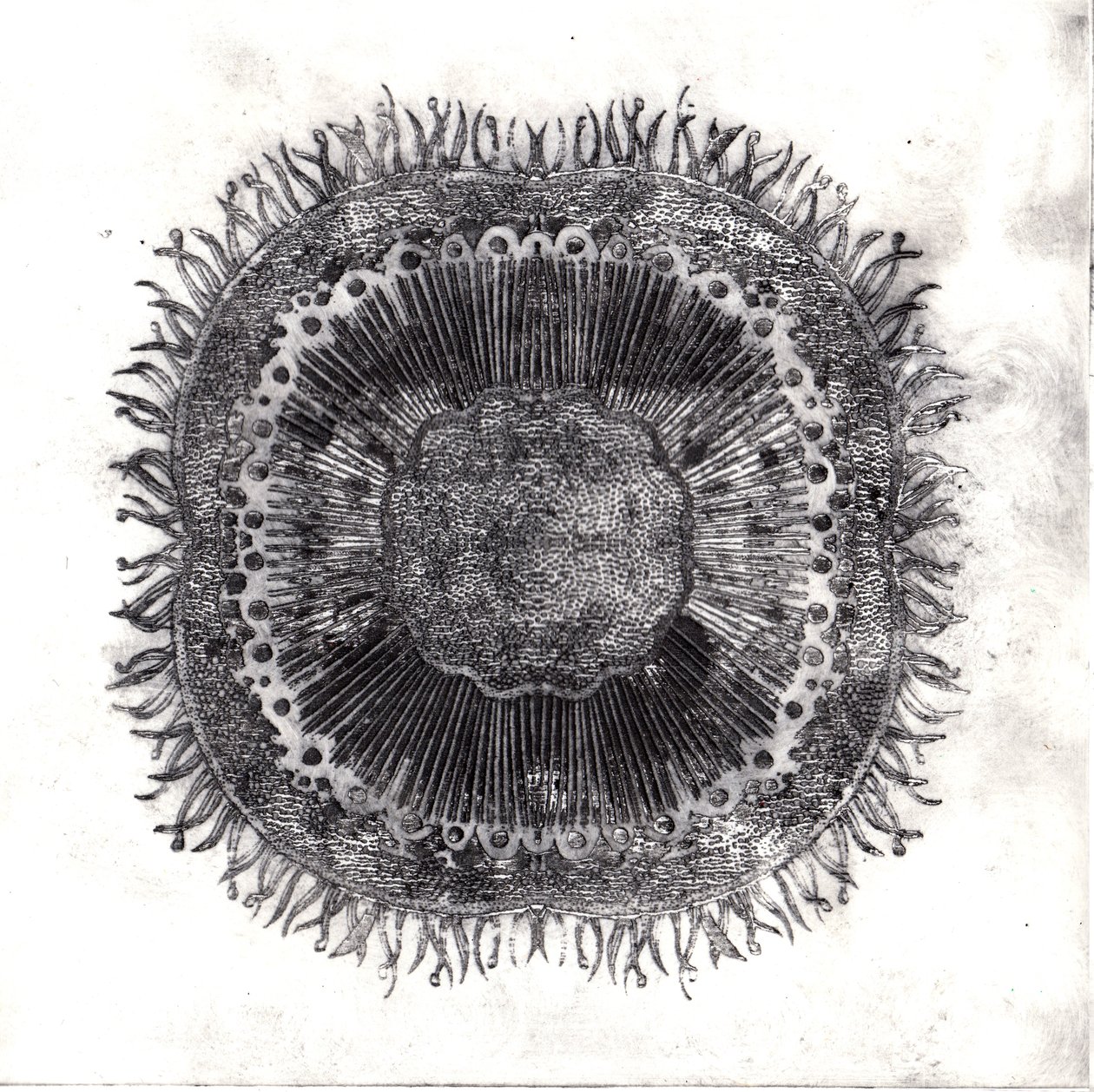 Plant Cells, 2019 (suché leptání) od Charlotte Orr