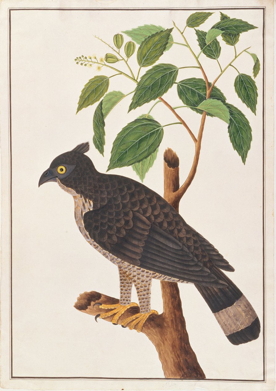 Blyths Hawk Eagle, z Drawings of Birds from Malacca, c.1805-18 (wc na papíře) od Chinese School
