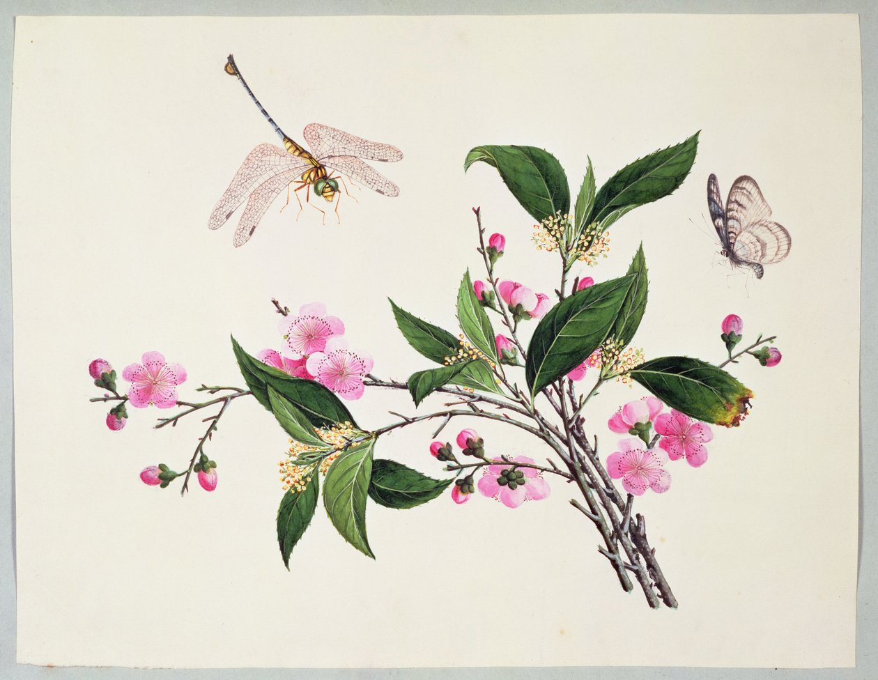Cherry Blossom Dragonfly a Butterfly od Chinese School