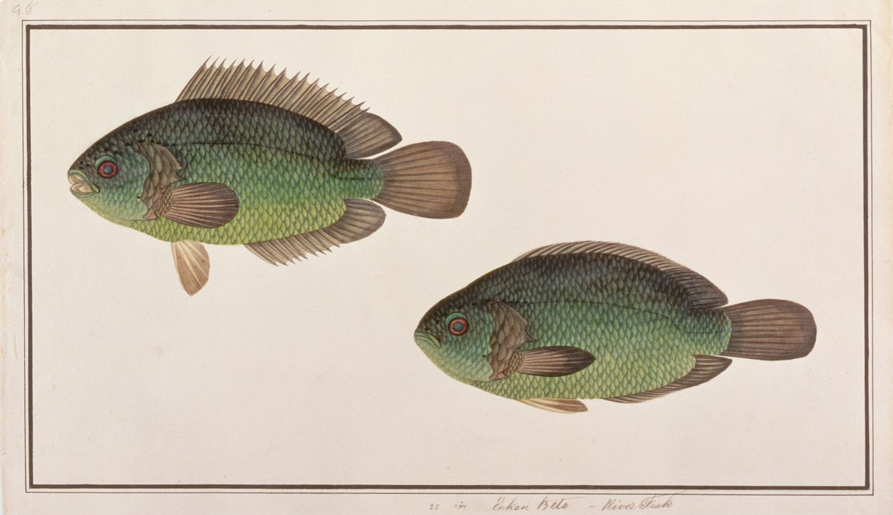 Climbing Perch, from Drawings of Fishes from Malacca, c.1805-18 (wc na papíře) od Chinese School
