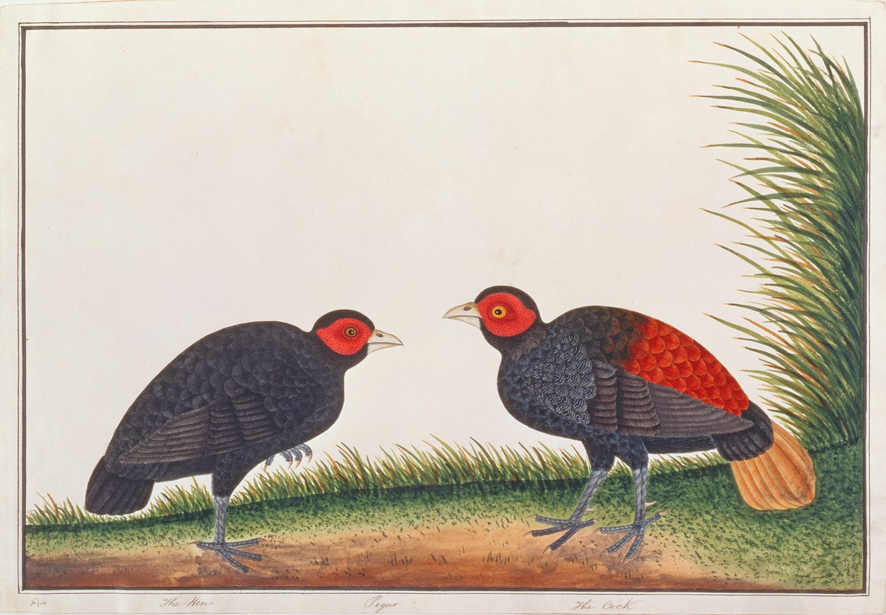 Crestless Fireback, z Drawings of Birds from Malacca, c.1805-18 (wc na papíře) od Chinese School