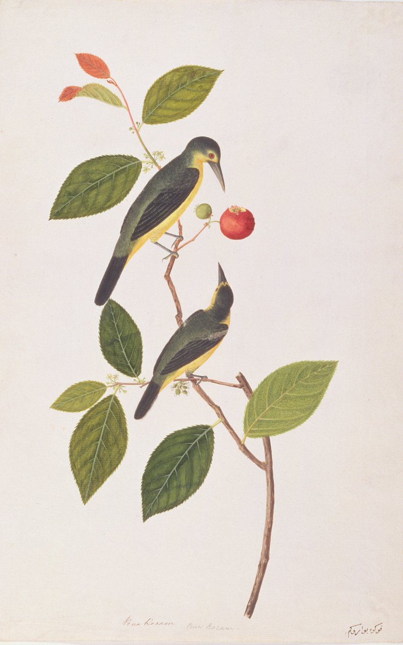 Great Iora, from Drawings of Birds from Malacca, c.1805-18 (wc na papíře) od Chinese School