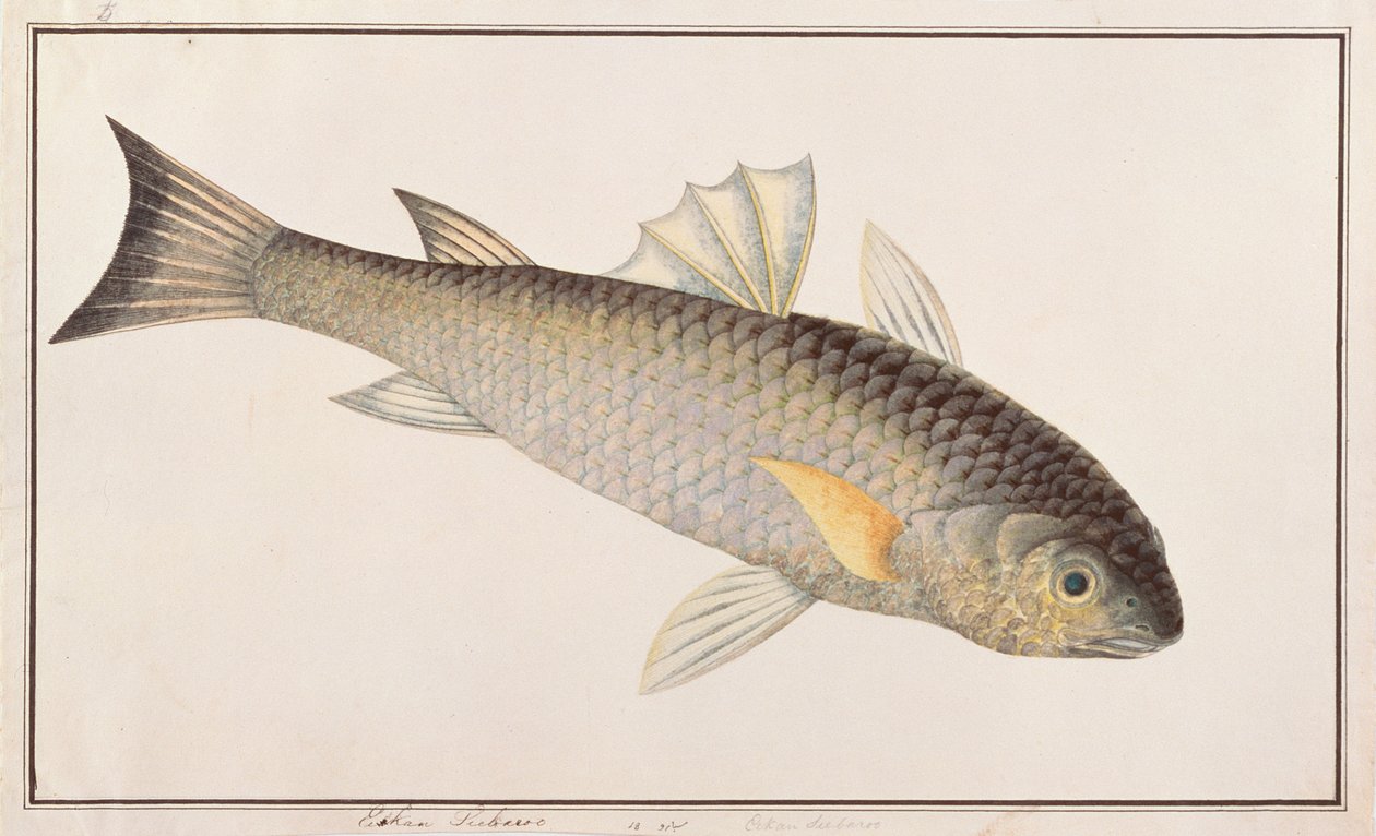 Gray Mullet, od Drawings of Fishes from Malacca, c.1805-18 (wc na papíře) od Chinese School