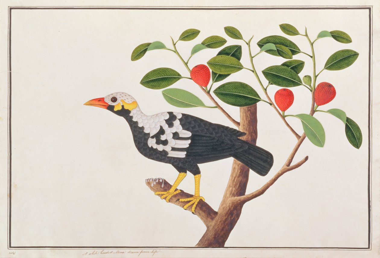 Hill Myna, z Drawings of Birds from Malacca, c.1805-18 (wc na papíře) od Chinese School