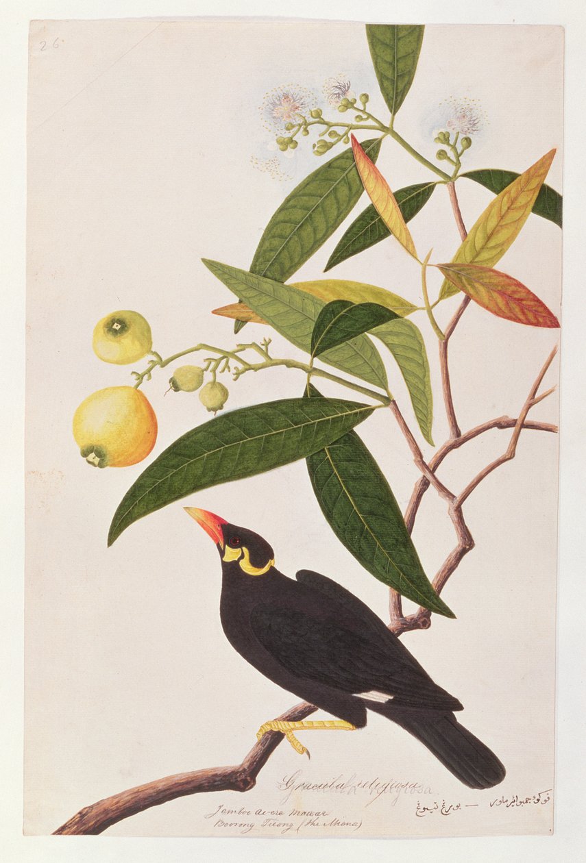Hill Myna, z Drawings of Birds from Malacca, c.1805-18 (wc na papíře) od Chinese School