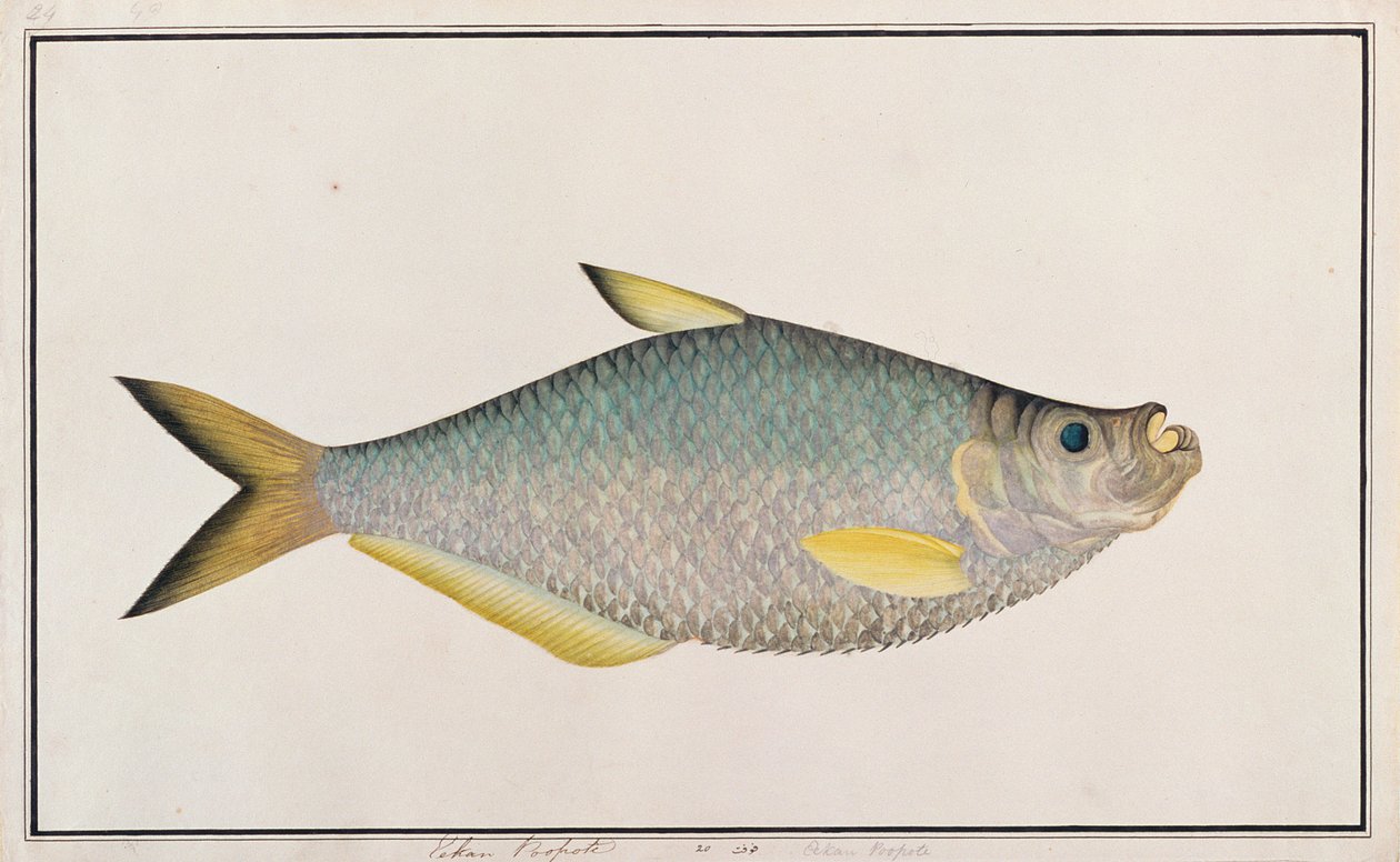Ilisha, z Drawings of Fishes from Malacca, c.1805-18 (wc na papíře) od Chinese School