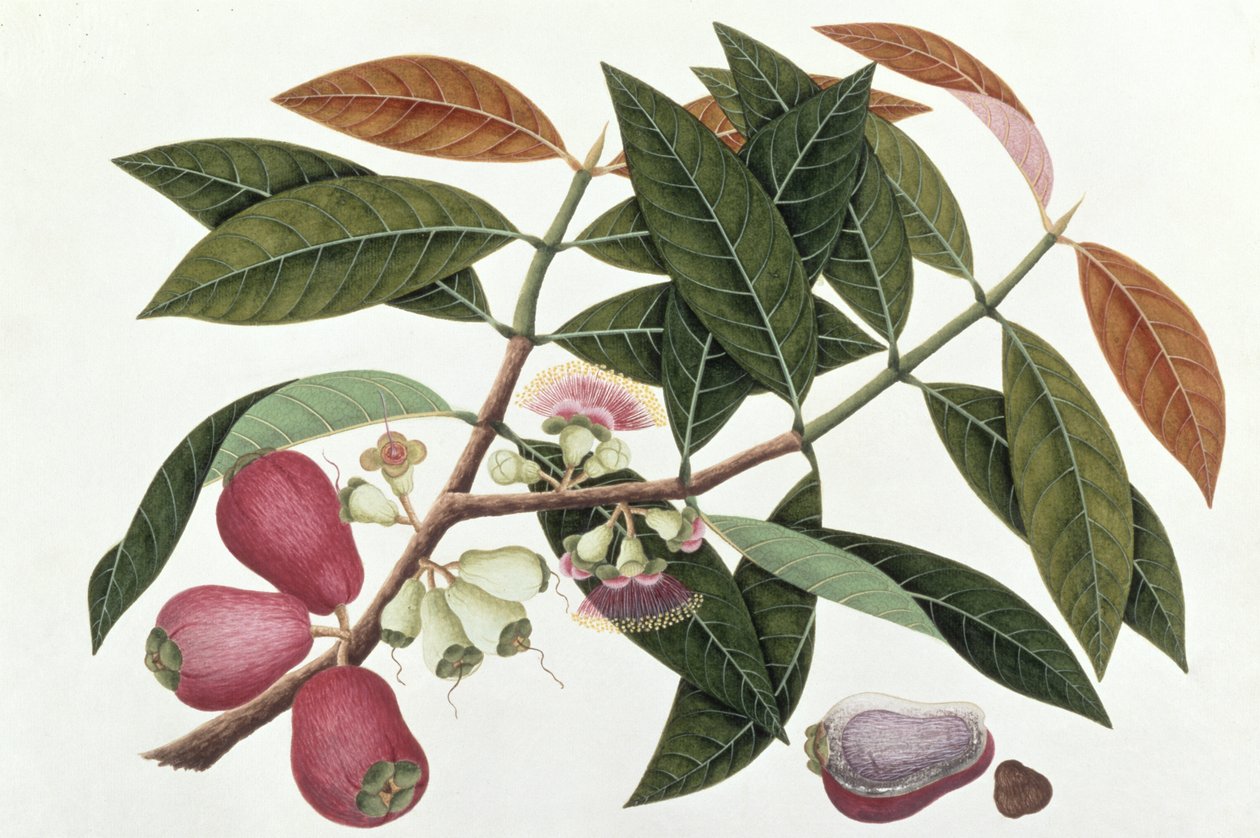 Jamboo Telore mera nebo Eugenia Malacceusis, z Drawings of Plants from Malacca, c.1805-18 (wc na papíře) od Chinese School