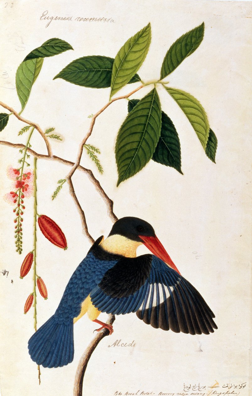 Ledňáček říční nebo Alced, portál Poko Booah, Burung radja udang, z Kresby ptáků z Malacca, kolem 1805-18 (wc na papíře) od Chinese School