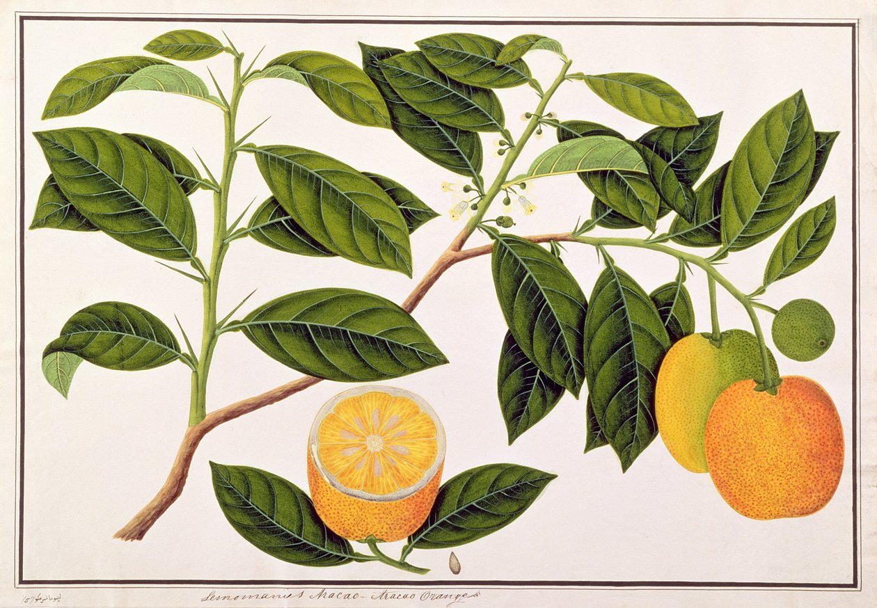 Lemomanies Macao-Macao Oranges, from Drawings of Plants from Malacca, c.1805-18 (wc on paper) od Chinese School