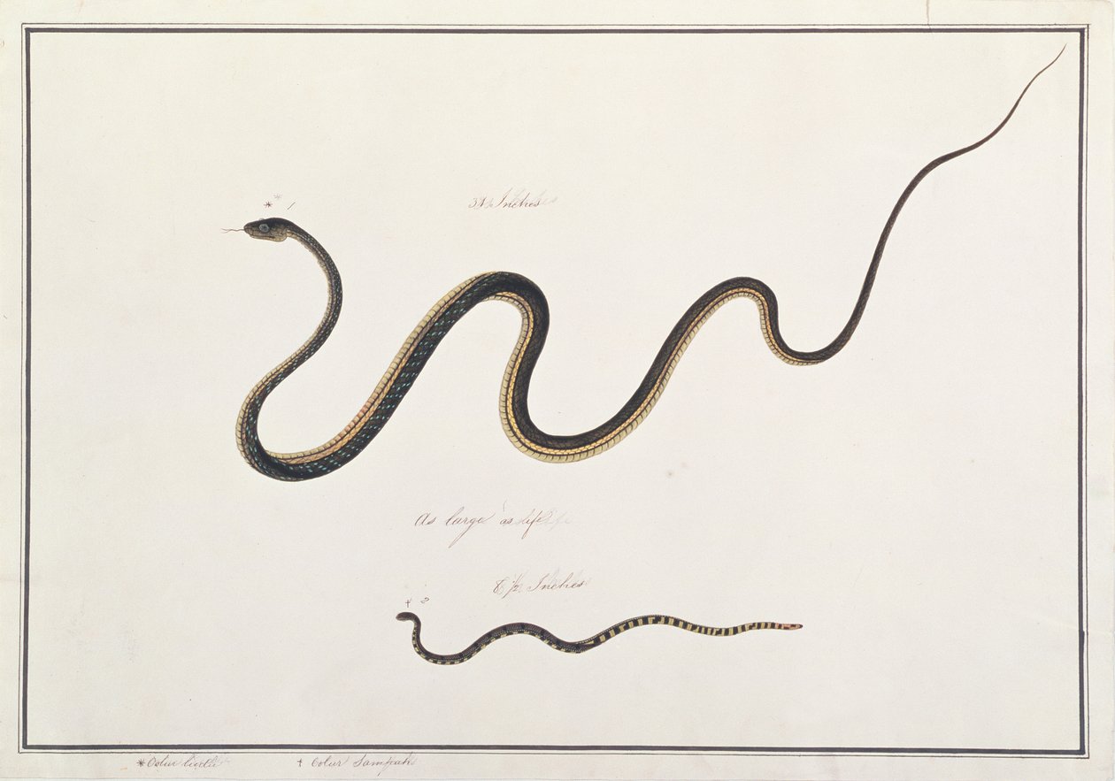 Malovaný bronzový hřbet s pruhovaným malajským korálovým hadem, z kreseb zvířat, hmyzu a plazů z Malacca, kolem 1805-18 (wc a kvaš na papíře) od Chinese School