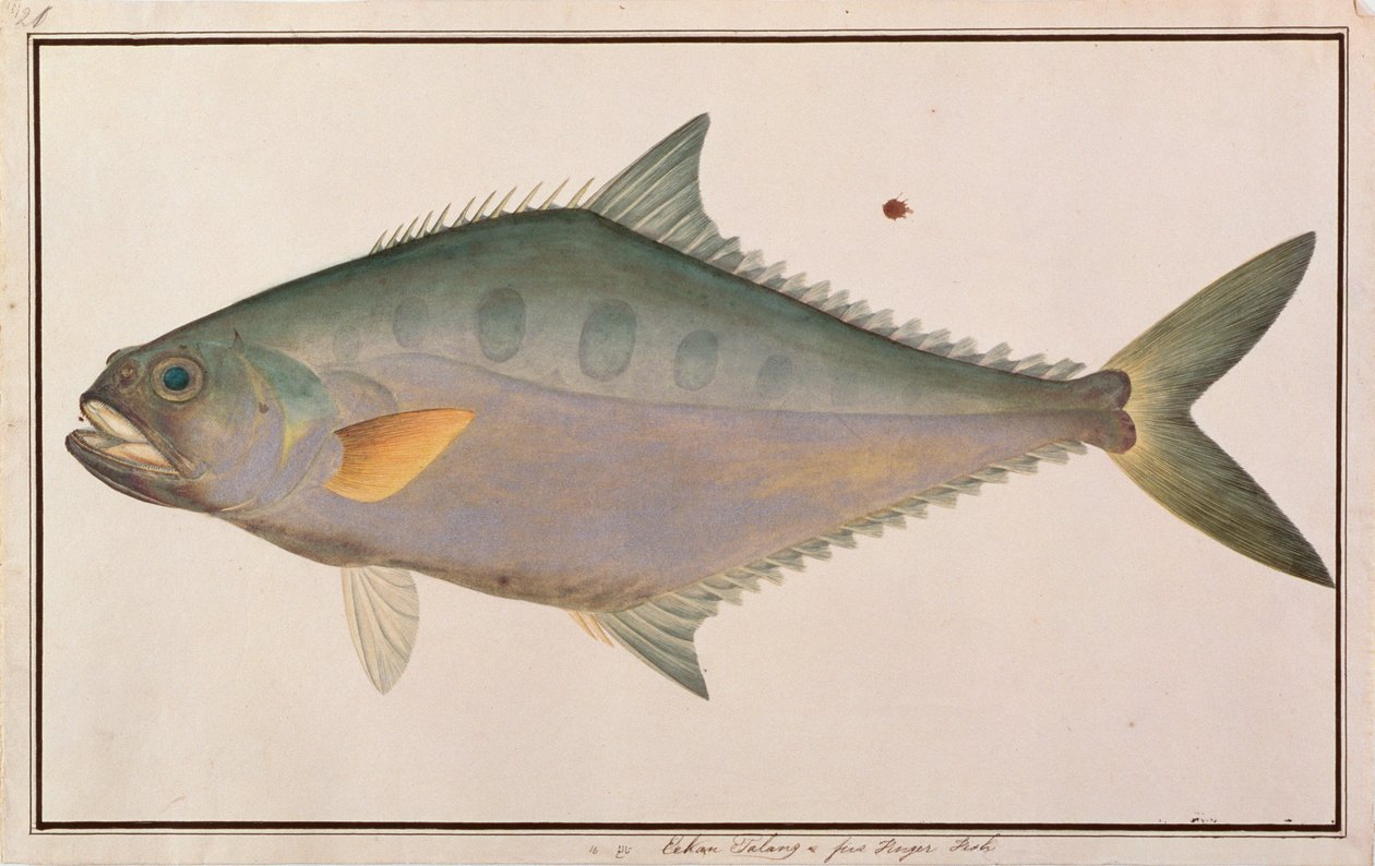 Talang Queenfish, z Drawings of Fishes from Malacca, c.1805-18 (wc na papíře) od Chinese School