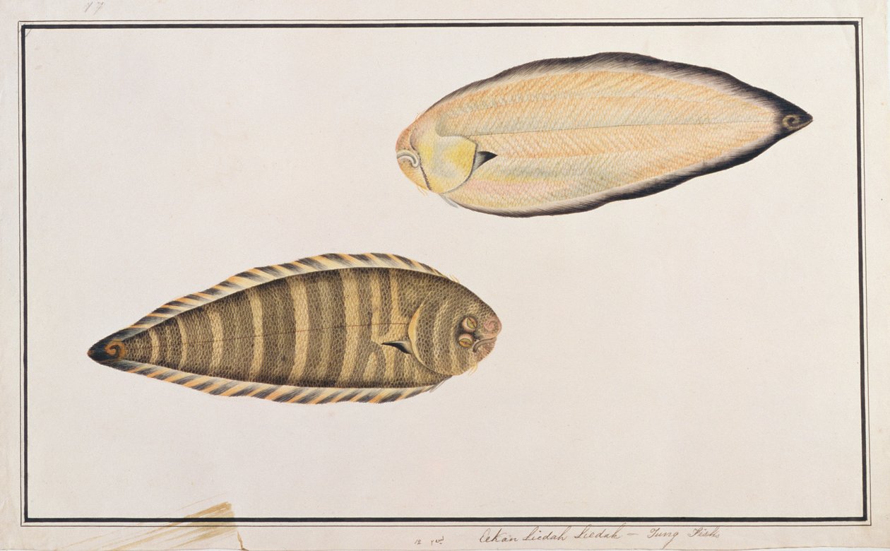 Zebra Sole, z Drawings of Fishes from Malacca, c.1805-18 (wc na papíře) od Chinese School