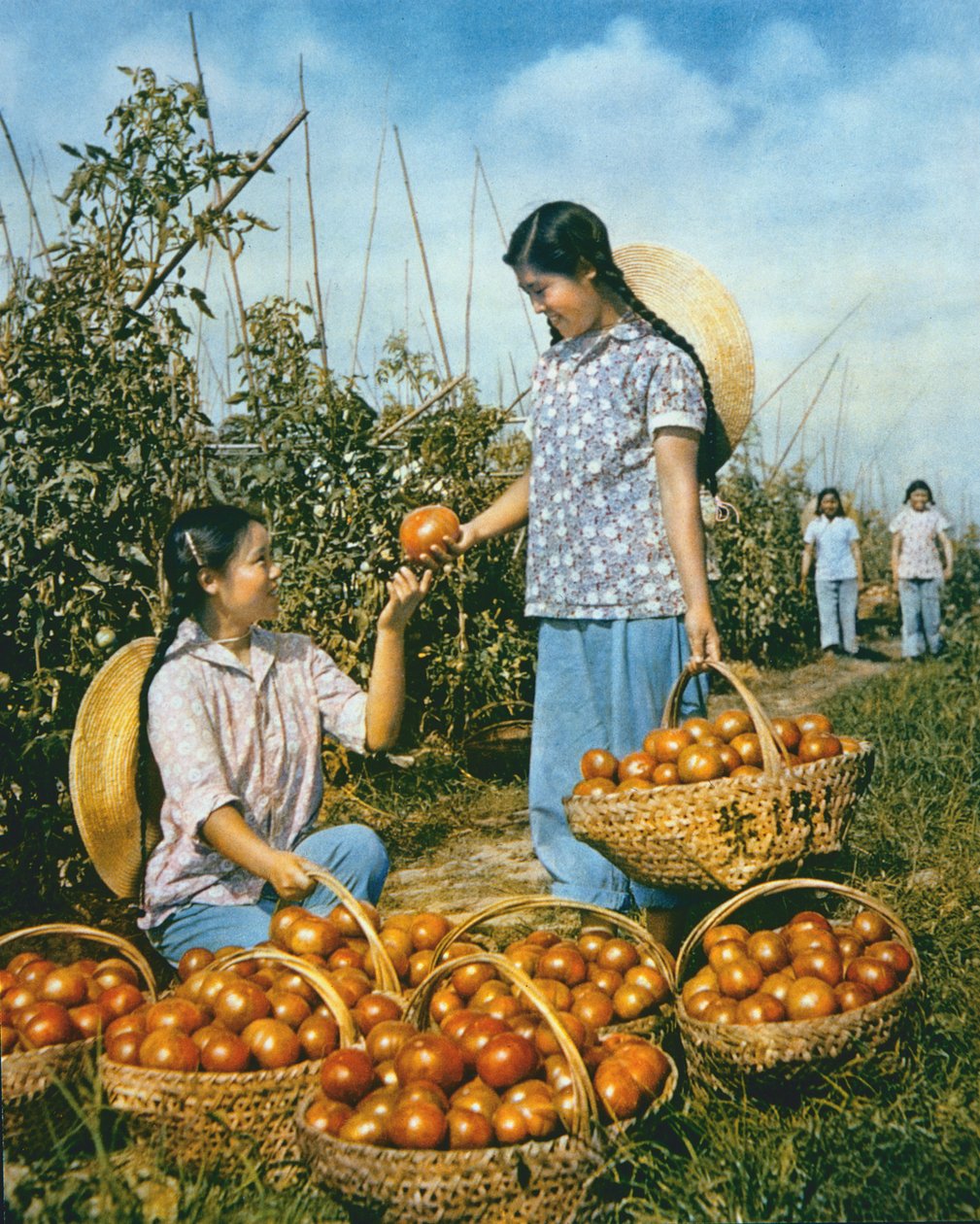 Čínská produkce potravin: zralá rajčata od Chinese Photographer