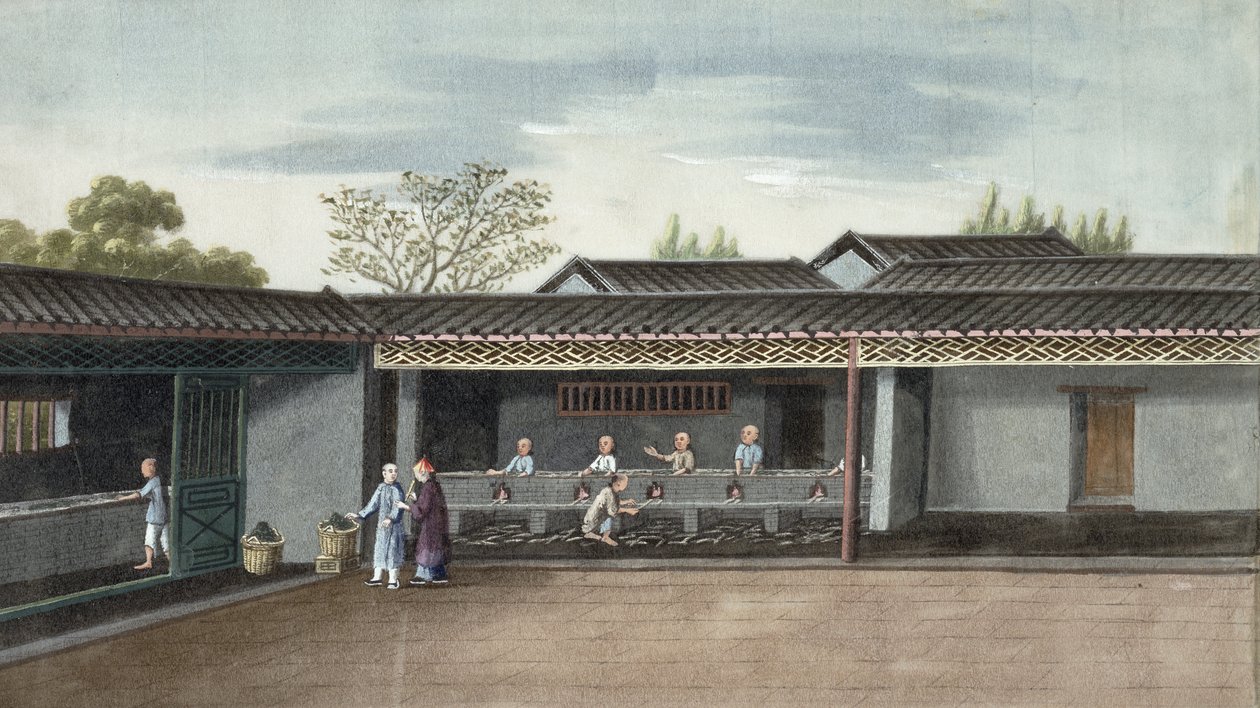 Sušení čajových lístků (wc na papíře) od Chinese School