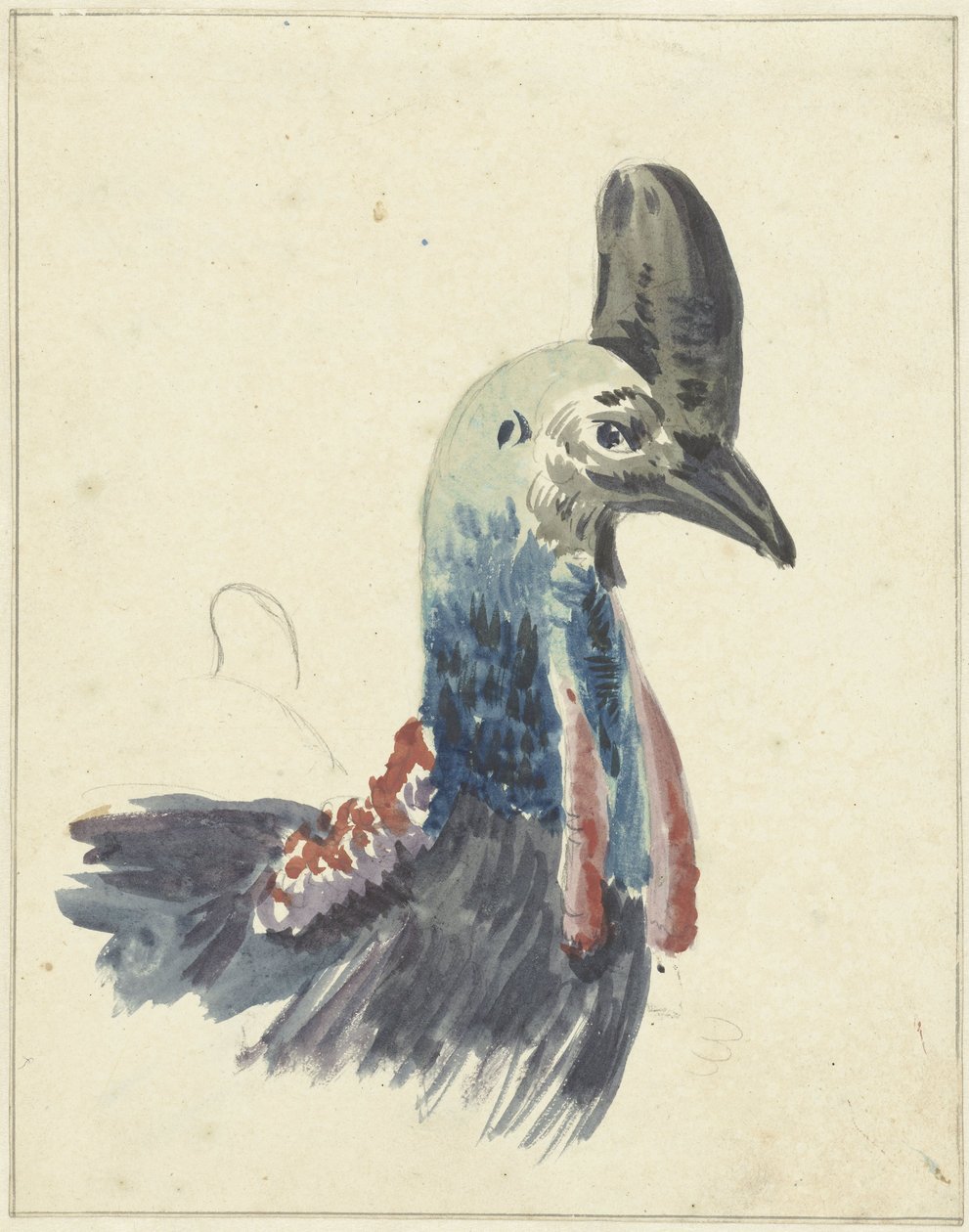 Vedoucí Cassowary, akvarel od Christiaan van Geelen