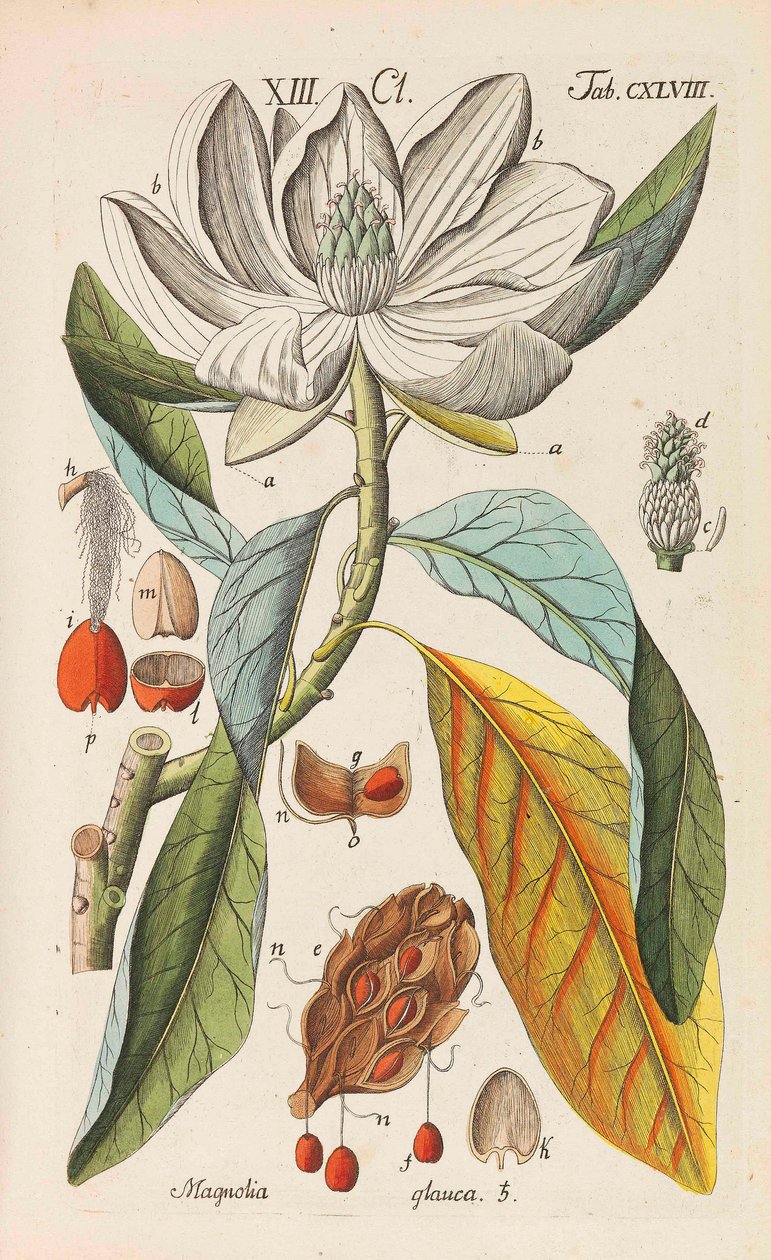 Botanická příručka, 1808. od Christian Schkuhr