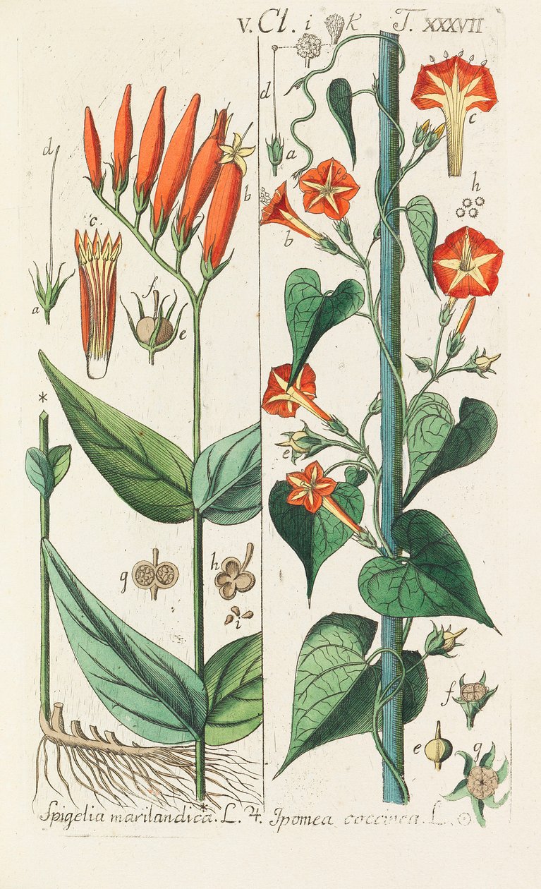 Botanická příručka, 1808. od Christian Schkuhr