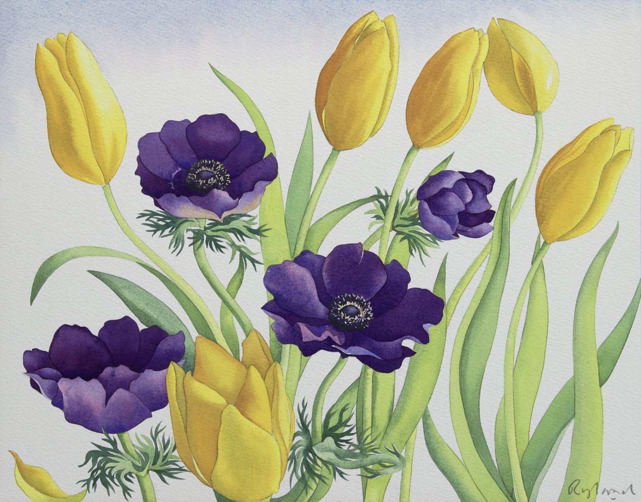 Tulipány a Sasanky od Christopher Ryland