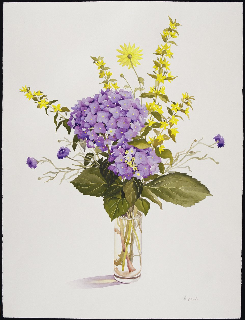 Modrá hortenzie se žlutým Loosestrife (wc) od Christopher Ryland