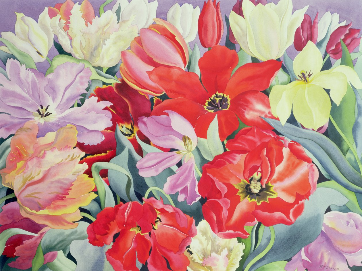 Massed Tulips, 2003 (wc na papíře) od Christopher Ryland