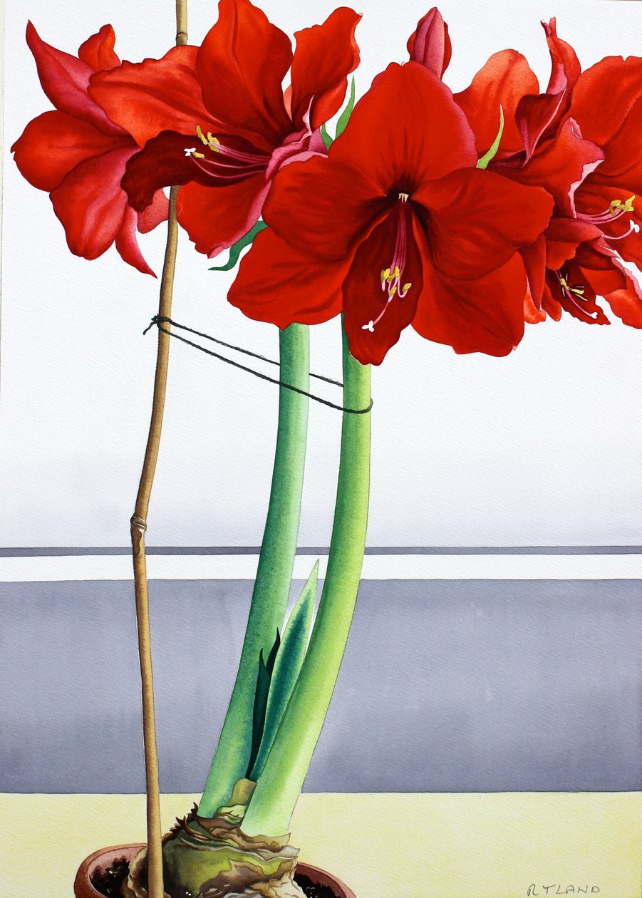 Red Amaryllis 2 (akvarel na papíře) od Christopher Ryland