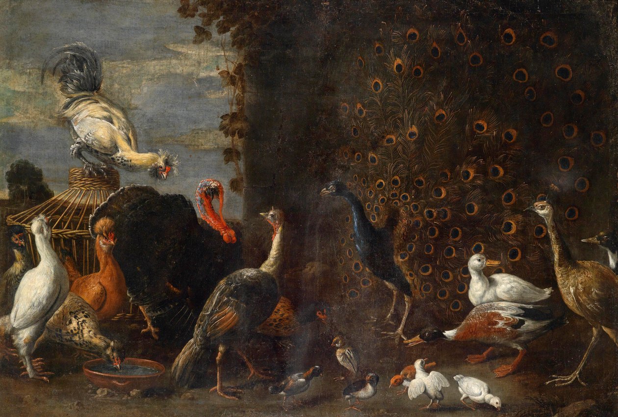 Kuřecí dvůr s pávím krocanem a kachnami od Circle of Adriaen van Utrecht